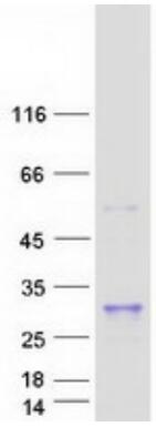 Coomassie blue staining of purified MFAP5 protein.